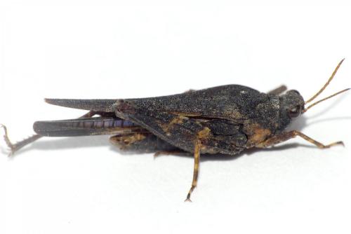 Réf. 280 252 : Tetrix subulata